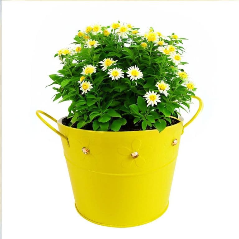 Balde de laton amarillo con gemas