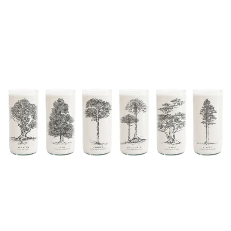 Juego de 6 Vasos Arboles de Chile