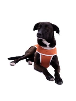 BODY COBRE TRADICIONAL TALLA 7 (13 A 17 KG)