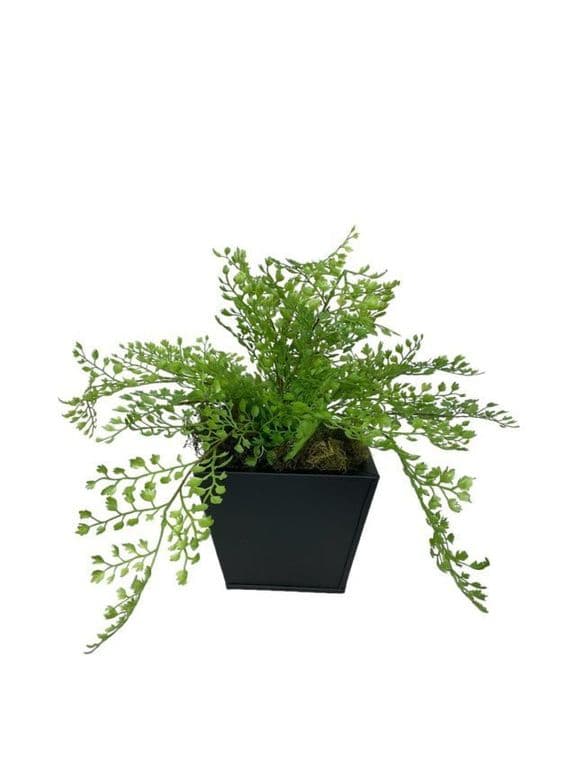Arreglo De Helecho Adiantum 35cm Artificial - Estilo Natural para Interiores y Vitrinas