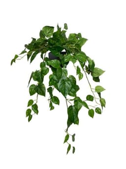 Hiedra Philodendro Colgante 89cm Artificial - Estilo Natural para Interiores y Vitrinas