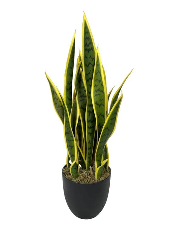 Sanseviera Amarilla de 69cm Artificial - Estilo Natural para Interiores y Vitrinas