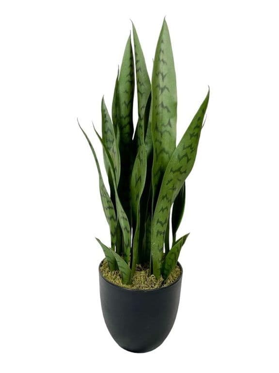 Sanseviera Verde de 69cm Artificial - Estilo Natural para Interiores y Vitrinas