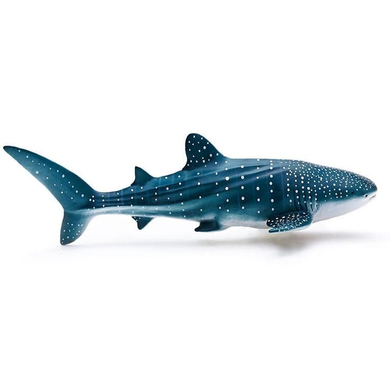 Ballena Rhincodon Typus
