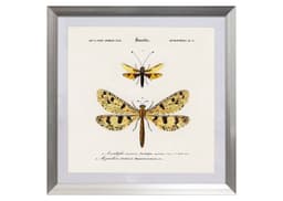 Cuadro insecto nevropteres 50X50 CMS