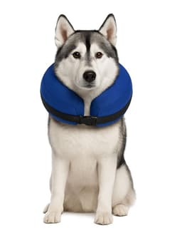 Collar Inflable XL (45-56 cm) Recuperacion Perros Blanco 10