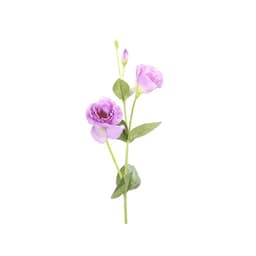 Vara Lisianthus purpura 82 cm