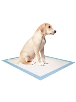 100 Sabanillas Entrenamiento 90x60cm Perros Mascotas Petwoow