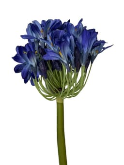 FLOR DECORATIVA COREL AGAPANTO AZUL 89CM