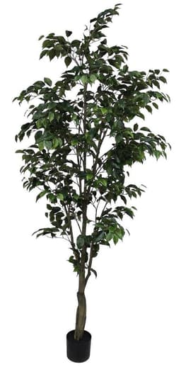 Planta Decorativa Arbol Ficus 240Cm Verde