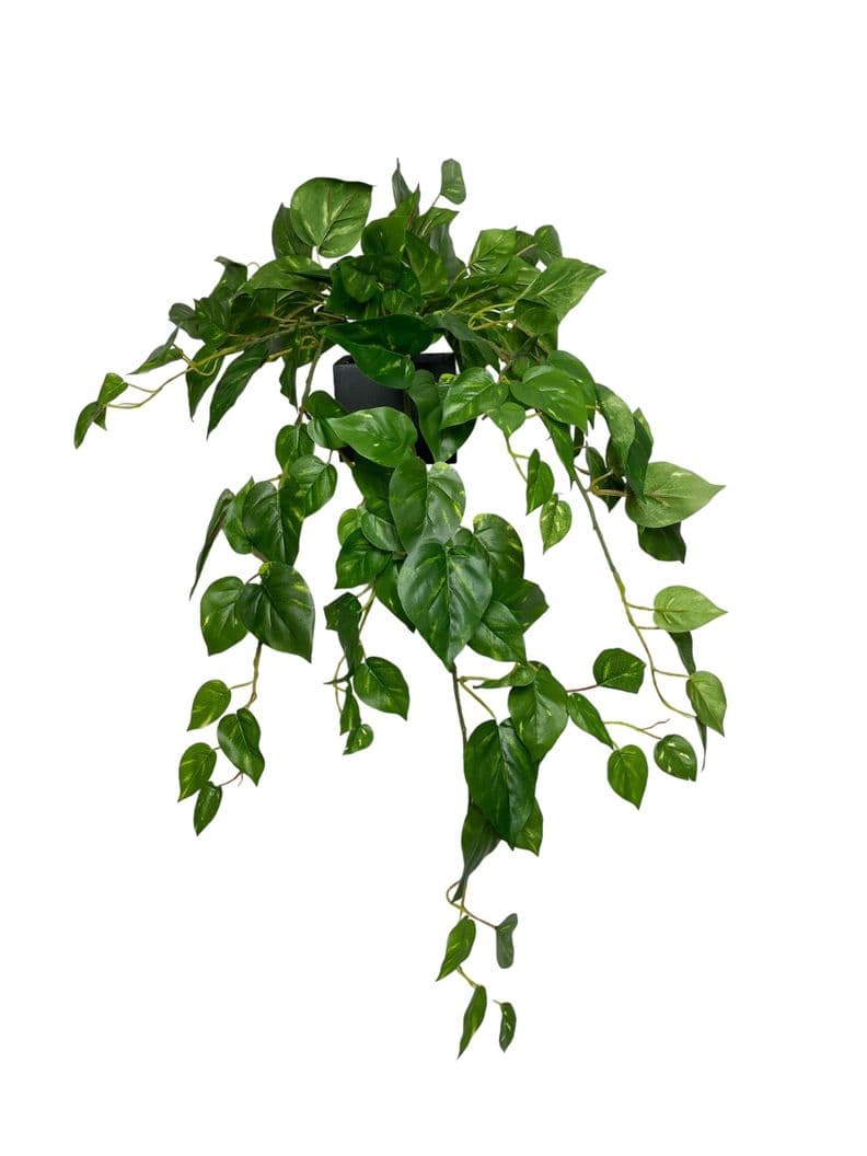 Hiedra Colgante Philodendro 89Cm Verde