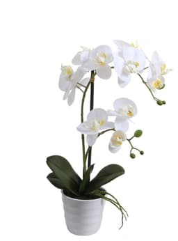 Orquidea blanca 51 cm en macetero Verde