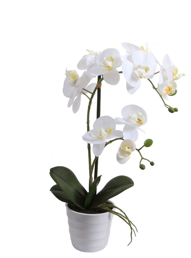 Orquidea blanca 51 cm en macetero Verde