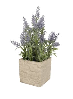 Mini Lavanda morada de 36 cm con macetero Verde