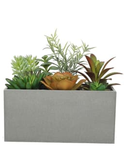 Suculentas 20 cm con macetero rectangular Verde