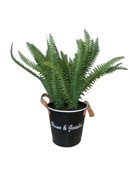 Helecho de 30 cm con macetero Verde