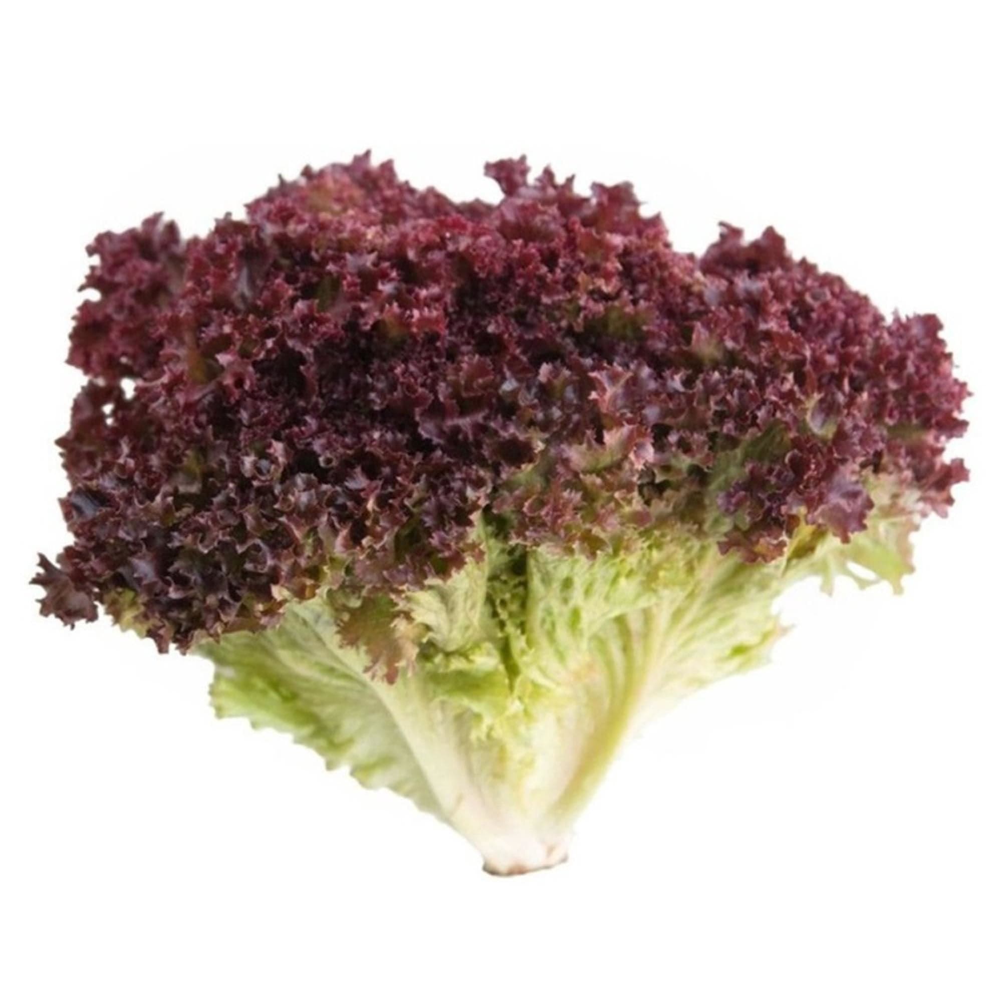 Lechuga Lollo Rosa Hidroponica Bolsa, 1 Un